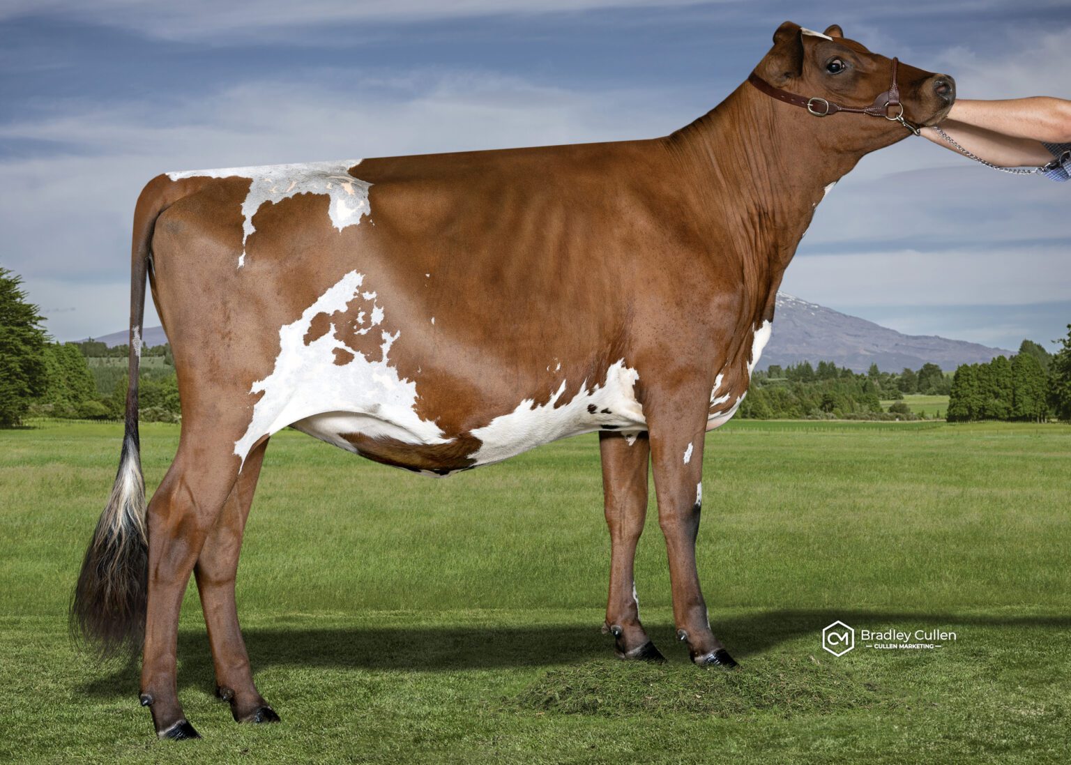 AgriSea All New Zealand Photo Competition Class 6 Yearling Heifer